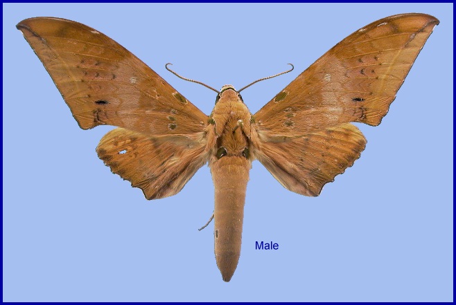 Male Ambulyx moorei, pale form. Photo: &copy; NHMUK
