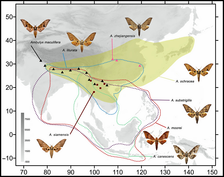 Global distribution of Ambulyx zhejiangensis. Map: &copy; Jiang et al., 2025.