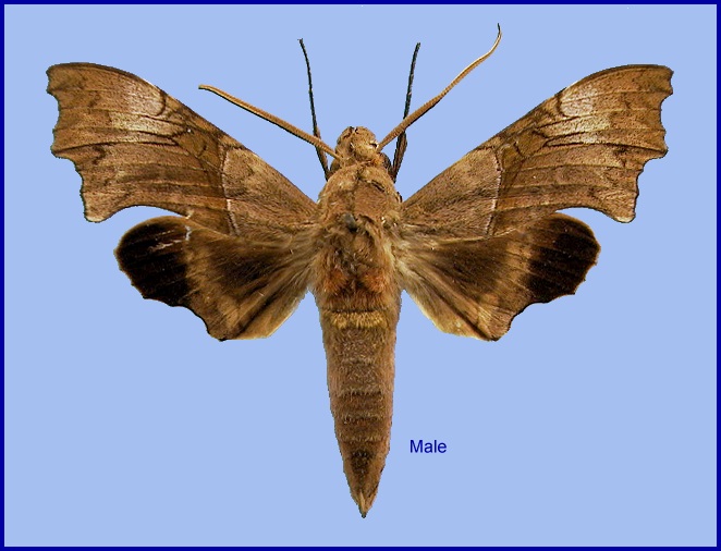 Male Aleuron neglectum. Photo: &copy; NHMUK.