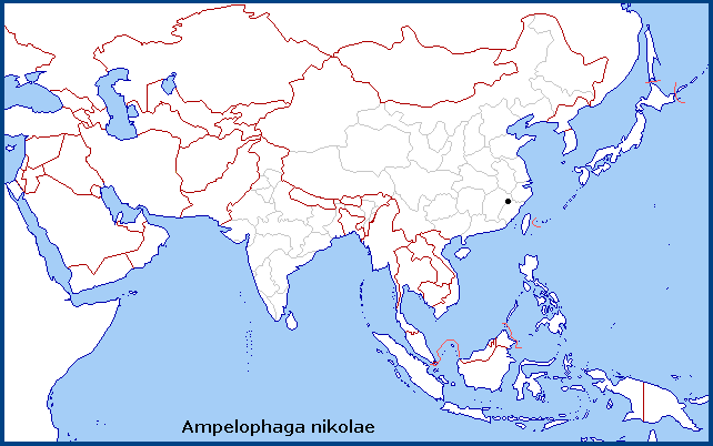 Global distribution of Ampelophaga nikolae. Map: &copy; Tony Pittaway.