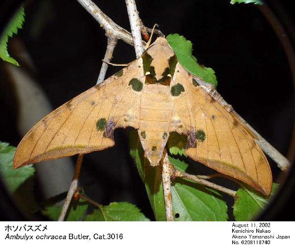 Resting adult of Ambulyx ochracea, Japan. Photo: &copy; Kenichiro Nakao.