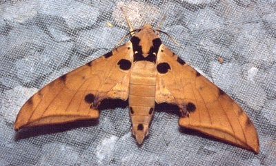 Resting adult of Ambulyx ochracea, Thailand. Photo: &copy; Ian Kitching.