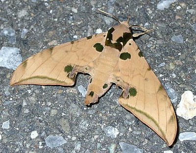 Resting adult of Ambulyx ochracea, Japan. Photo: &copy; Toshihiko Ishikawa.
