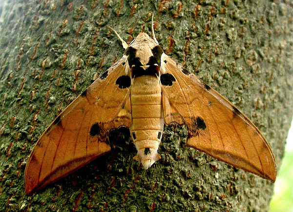 Resting adult of Ambulyx ochracea, Taiwan. Photo: &copy; Felix Lin.