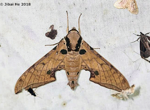 Resting adult of Ambulyx ochracea, Mt. Guifeng, Macheng, Hubei, China 200m, 18.vi.2018. Photo: &copy; He JiBai.