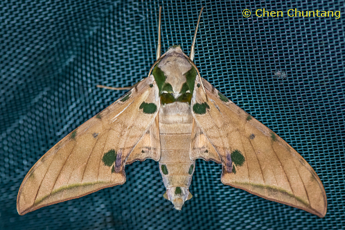 Resting adult of Ambulyx ochracea, Kuocang Mountain Nature Reserve, Zhejiang, China, 17.viii.2020. Photo: &copy; Chen Chuntang.