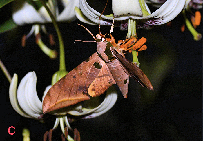 Female Ambulyx ochracea visiting Lilium primulinum var. ochraceum, Guiyang City, Guizhou, China. Photo: &copy; Jiang, Kitching, Xu, Xu, Yan, Yu, Liu & Hu, 2025.
