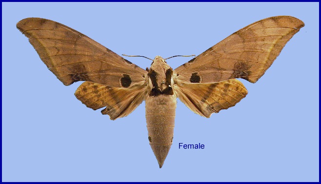 Female Ambulyx ochracea. Photo: &copy; NHMUK.
