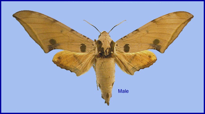 Male Ambulyx ochracea. Photo: &copy; NHMUK.