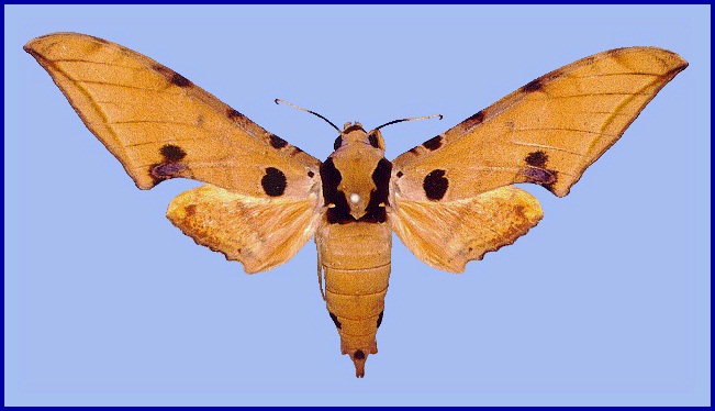 Fresh male Ambulyx ochracea, Hong Kong, China. Photo: &copy; John Tennent