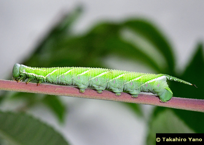 Fourth instar larva of Ambulyx ochracea, Honshu, Japan. Photo: &copy; Takahiro Yano.