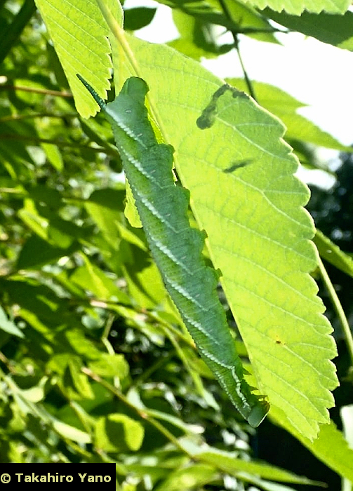 Final instar larva of Ambulyx ochracea, Honshu, Japan. Photo: &copy; Takahiro Yano.