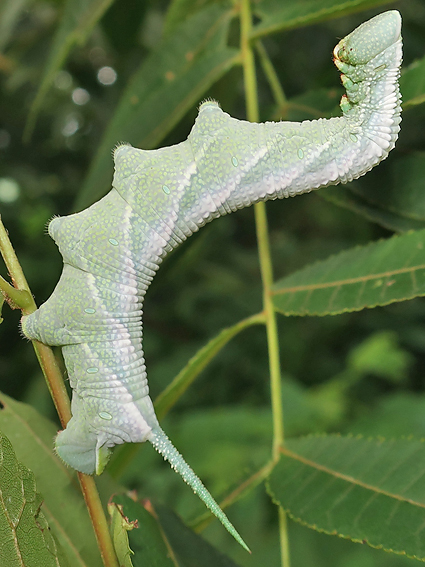 Fifth-instar larva of Ambulyx ochracea on Platycarya strobilacea, Geoje-do, South Kyongsang Province, South Korea, 28.vii.2019. Photo: &copy; Vyacheslav Ivonin & Yanina Ivonina