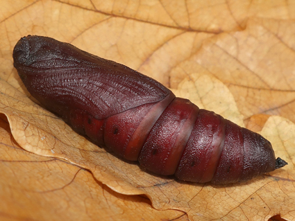 Pupa of Ambulyx ochracea, Geoje-do, South Kyongsang Province, South Korea, 28.vii.2019. Photo: &copy; Vyacheslav Ivonin & Yanina Ivonina