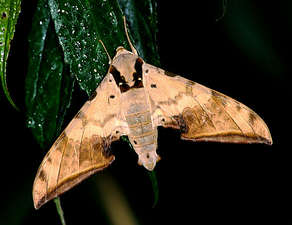 Male Ambulyx sericeipennis sericeipennis, Taiwan. Photo: &copy; Felix Lin.