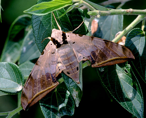 Female Ambulyx sericeipennis sericeipennis, Taiwan. Photo: &copy; Felix Lin.
