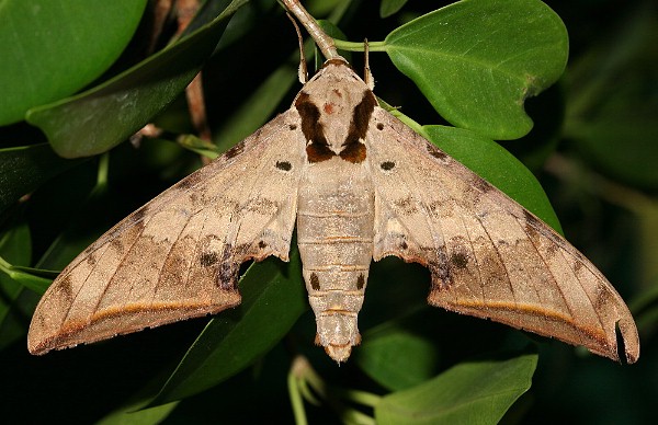 Male Ambulyx sericeipennis sericeipennis, Taiwan. Photo: &copy; Henry Tzuoo.