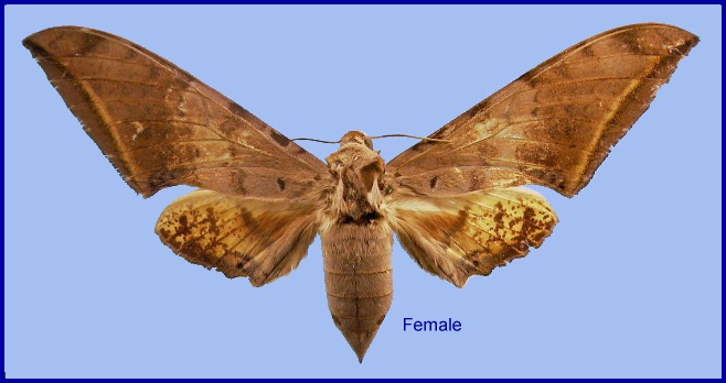 Female Ambulyx sericeipennis sericeipennis, Taiwan. Photo: &copy; NHMUK.