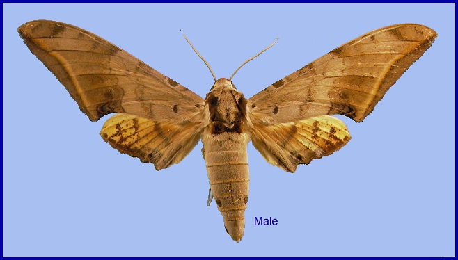 Male Ambulyx sericeipennis sericeipennis, Taiwan. Photo: &copy; NHMUK.