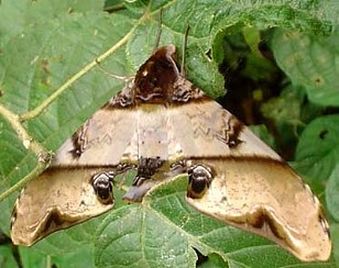 Resting adult of Amplypterus panopus, Assam, India. Photo: &copy; Maan Barua.