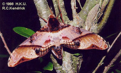Resting adult of Amplypterus panopus, Hong Kong. Photo: &copy; Roger Kendrick.