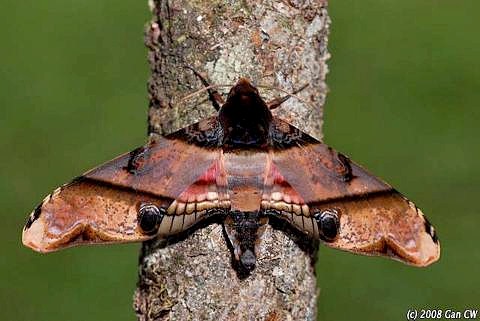 Resting adult of Amplypterus panopus, Bukit Fraser, Malaysia. Photo: &copy; CheongWeei Gan.