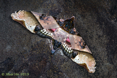 Adult Amplypterus panopus, Mt. Wuzhishan, Hainan, China, 20.xi.2018. Photo: &copy; He JiBai.