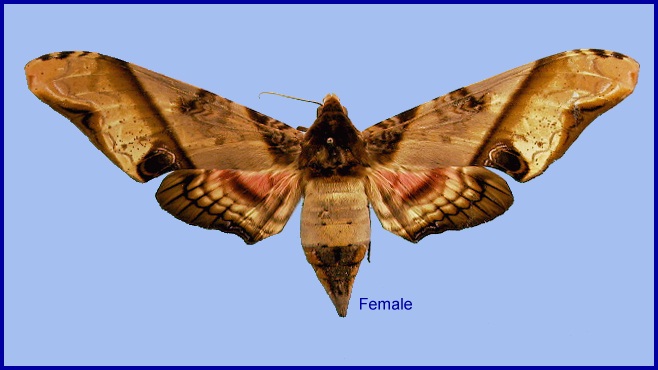 Female Amplypterus panopus. Photo: &copy; NHMUK.