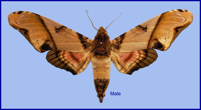 Male Amplypterus panopus. Photo: &copy; NHMUK.