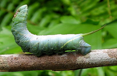 Final instar larva of Amplypterus panopus, Singapore. Photo: &copy; Leong Tzi Ming.