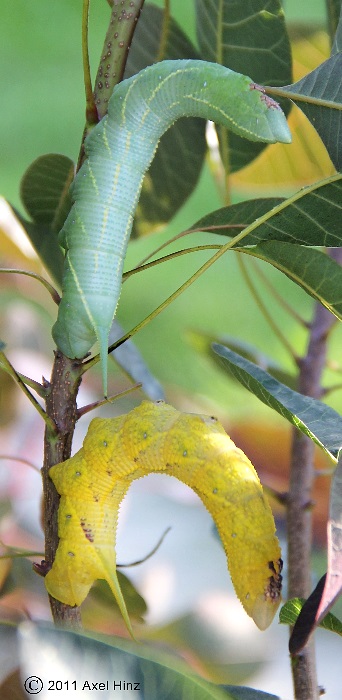 Final instar larvae of Amplypterus panopus, Xuat Hoa, northern Vietnam. Photo: &copy; Axel Hinz.