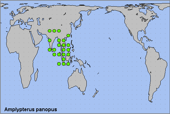 Global distribution of Amplypterus panopus. Map: &copy; NHMUK.