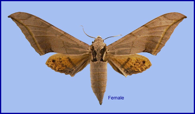 Female Ambulyx placida. Photo: &copy; NHMUK.