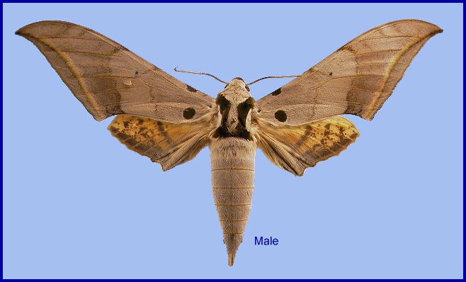 Male Ambulyx placida. Photo: &copy; NHMUK.