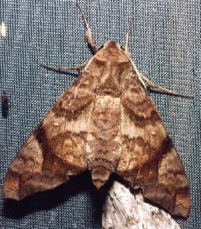 Faded resting adult of Acosmeryx pseudomissa, Thailand. Photo: &copy; Ian Kitching.