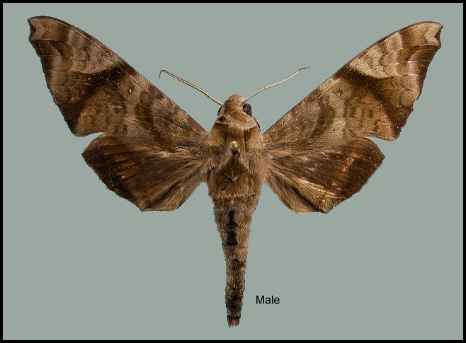 Male Acosmeryx pseudomissa. Photo: &copy; NHMUK