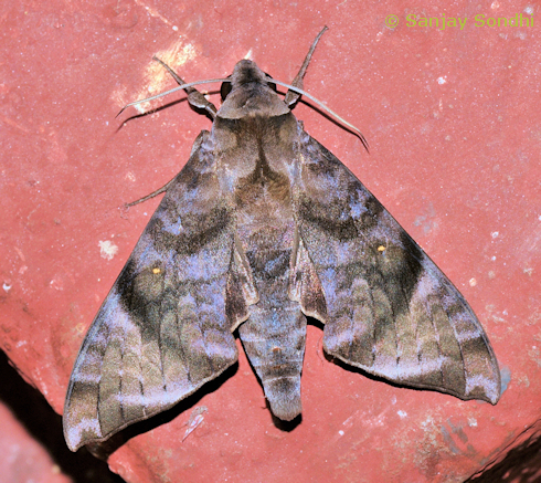 Adult Acosmeryx pseudonaga, Seijosa, Pakke-Kessang District, Arunachal Pradesh, India, 27.vii.2014. Photo: &copy; Sanjay Sondhi