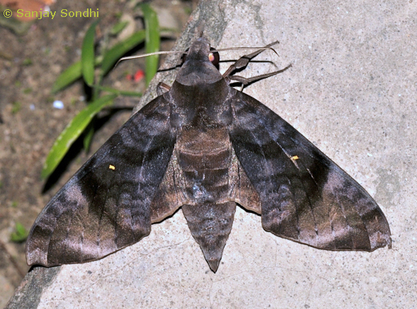 Adult Acosmeryx pseudonaga, Seijosa, Pakke-Kessang District, Arunachal Pradesh, India, 27.vii.2014. Photo: &copy; Sanjay Sondhi
