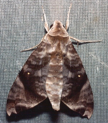 Adult Acosmeryx pseudonaga, Thailand. Photo: &copy; Ian Kitching