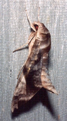 Adult Acosmeryx pseudonaga, Thailand. Photo: &copy; Ian Kitching
