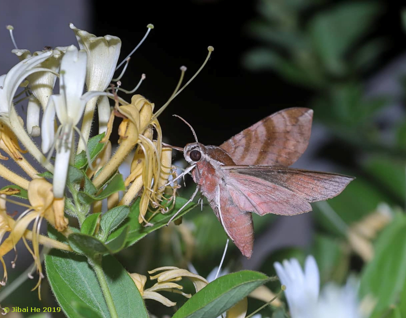 Ampelophaga rubiginosa feeding from Lonicera japonica, Aba/Ngawa, Li county, Sichuan Province, China, 2450m, 28.vi.2019. Photo: &copy; He JiBai, 2019.