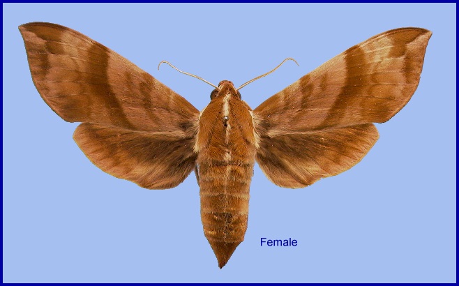 Female Ampelophaga rubiginosa rubiginosa. Photo: &copy; NHMUK