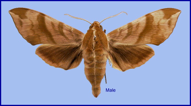 Male Ampelophaga rubiginosa rubiginosa. Photo: &copy; NHMUK