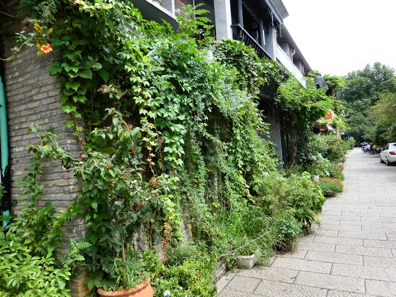 Typical urban habitat of Ampelophaga rubiginosa rubiginosa, YHA, 'Orioles Singing in the Willows', West Lake, Hangzhou, Zhejiang, China, September 2016. Photo: &copy; Tony Pittaway.
