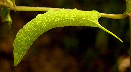 Third instar larva of Ampelophaga rubiginosa rubiginosa, Hangzhou, Zhejiang, China. Photo: &copy; Tony Pittaway