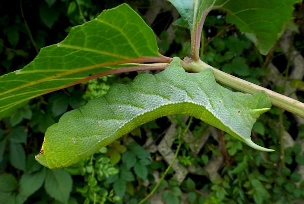 Full-grown green form larva of Ampelophaga rubiginosa rubiginosa, YHA, 'Orioles Singing in the Willows', West Lake, Hangzhou, Zhejiang, China, 17.ix.2016. Photo: &copy; Tony Pittaway.