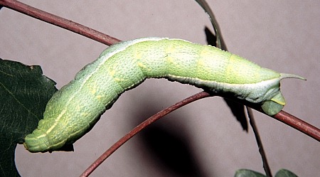 Full-grown green form larva of Ampelophaga rubiginosa rubiginosa, Badaling (near Beijing), China, 27.viii.2003. Photo: &copy; Tony Pittaway