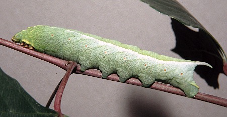 Full-grown green form larva of Ampelophaga rubiginosa rubiginosa, Badaling (near Beijing), China, 27.viii.2003. Photo: &copy; Tony Pittaway