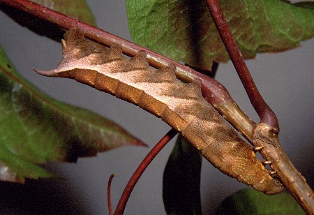Full-grown brown form larva of Ampelophaga rubiginosa rubiginosa, Badaling (near Beijing), China, 27.viii.2003. Photo: &copy; Tony Pittaway