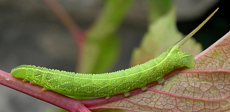Third instar larva of Ampelophaga rubiginosa rubiginosa, Beijing, China. Photo: &copy; Tony Pittaway